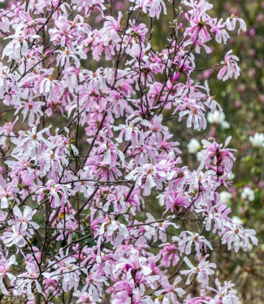 Magnolia stellata 'Rosea'